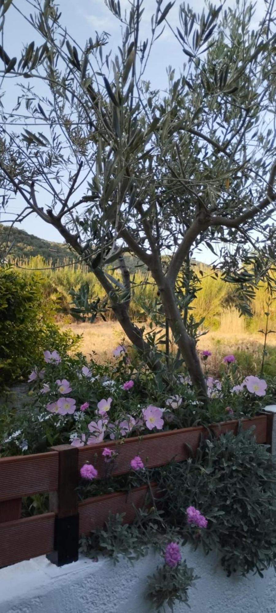 Villa Starfish Koropi Pelion Milies South Pelion Extérieur photo